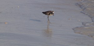 sandpiper_cropped