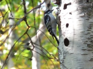 Woodpecker  on birch tree