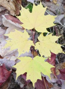 4 yellow leaves