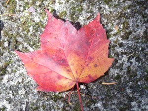 fall leaf against lichen & granite