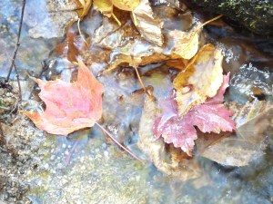 floating fall leaves