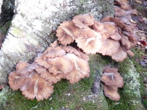funghi6
