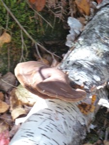 fungi on birch tree