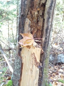 leaf caught in tree