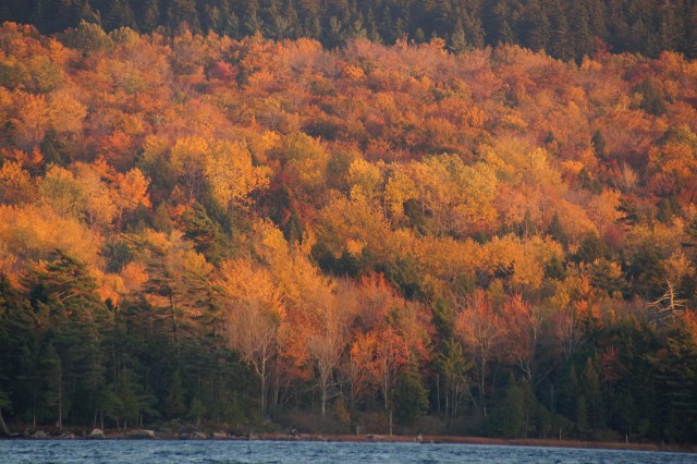 Acadia Eagle Lk fall foliage_1052