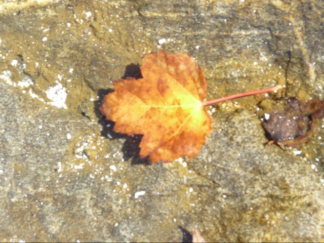 flaming fall leaf in tidal pool