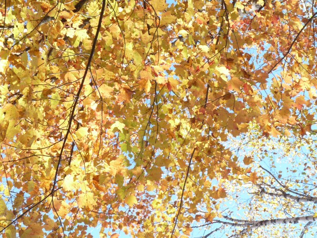 sunlite golden fall leaves